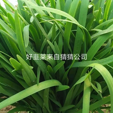 根粗叶宽优质韭菜