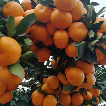 特早蜜桔，薄皮细皮，甜蜜无渣无籽，保质保量，果园供货