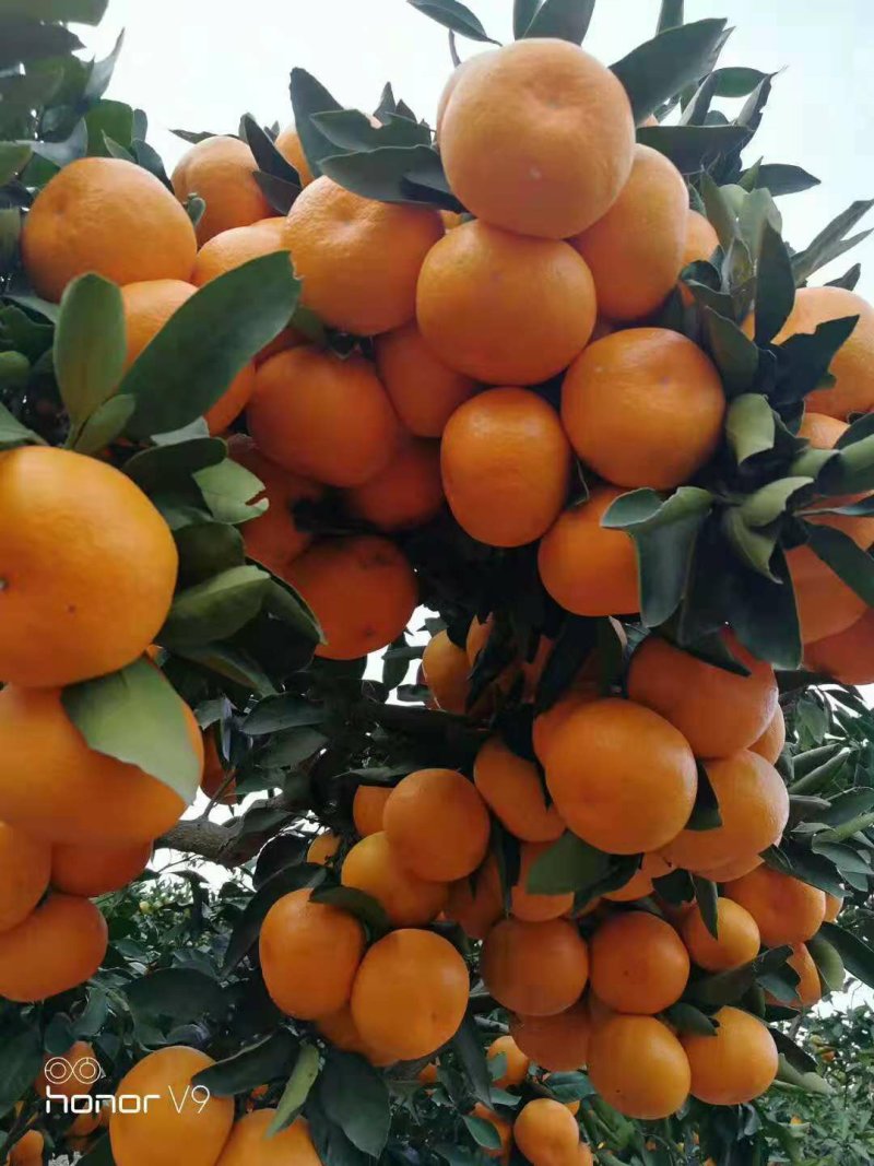特早蜜桔，薄皮细皮，甜蜜无渣无籽，保质保量，果园供货