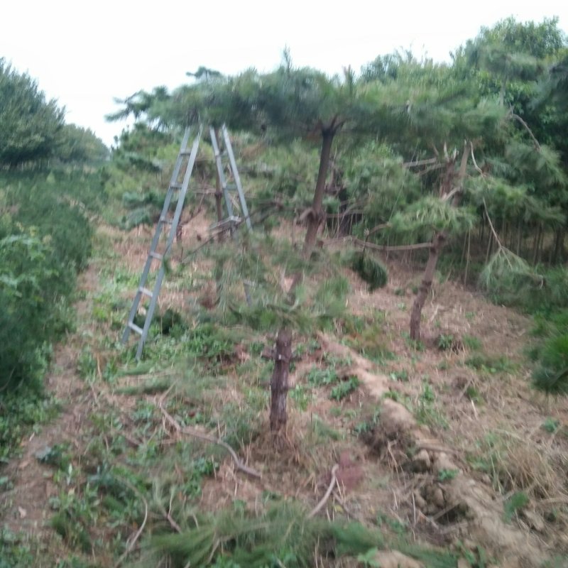 造型松
