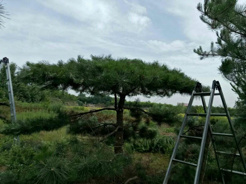 造型松