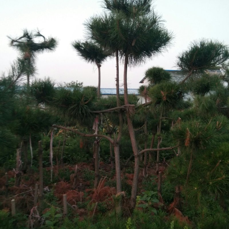造型松