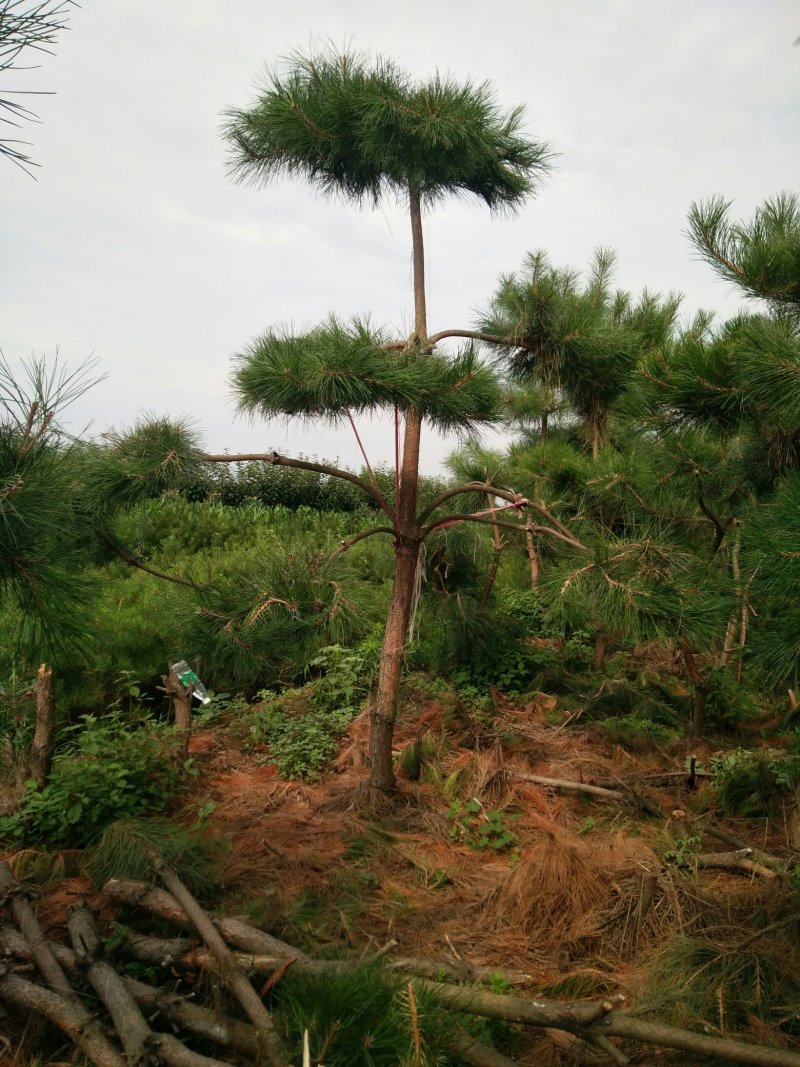 造型松