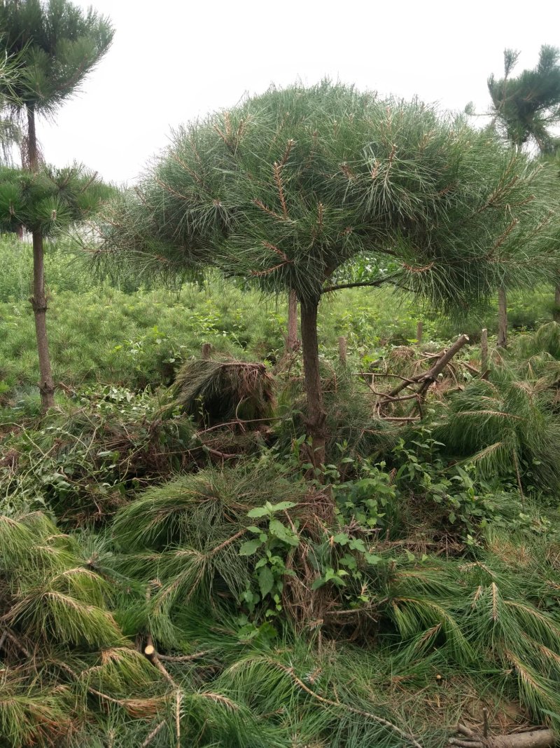 造型松
