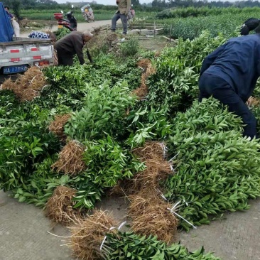 药枳壳苗药柑苗川药枳壳苗嫁接药枳壳苗品质保证签合同