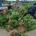 药枳壳苗药柑苗川药枳壳苗嫁接药枳壳苗品质保证签合同