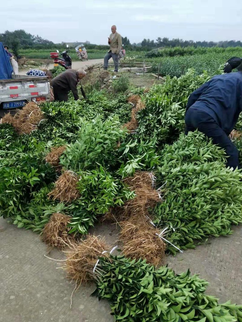 药枳壳苗药柑苗川药枳壳苗嫁接药枳壳苗品质保证签合同