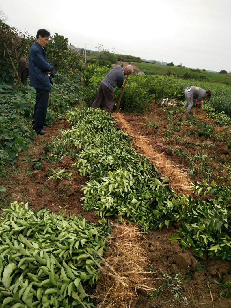 药枳壳苗药柑苗川药枳壳苗嫁接药枳壳苗品质保证签合同