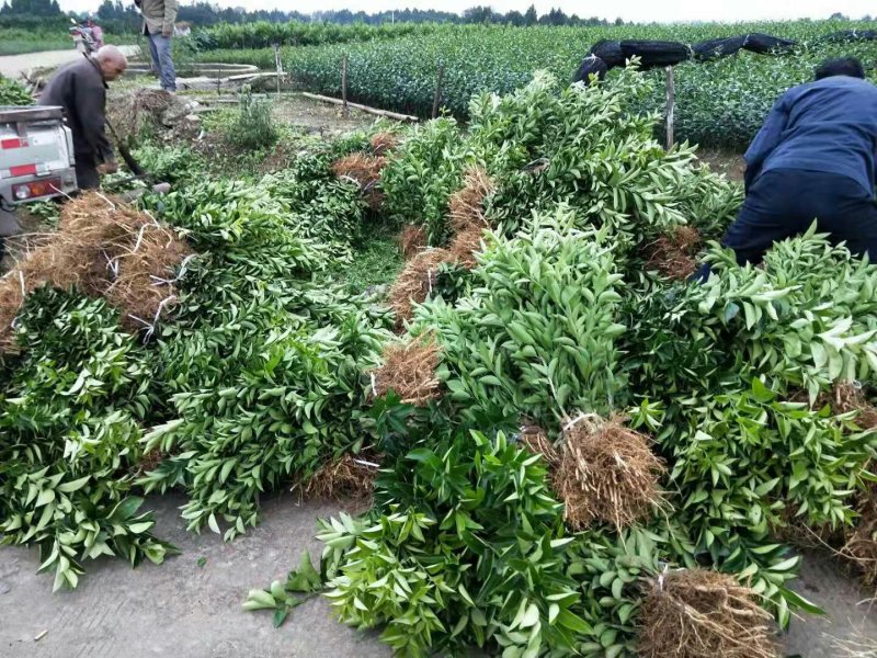 药枳壳苗药柑苗川药枳壳苗嫁接药枳壳苗品质保证签合同