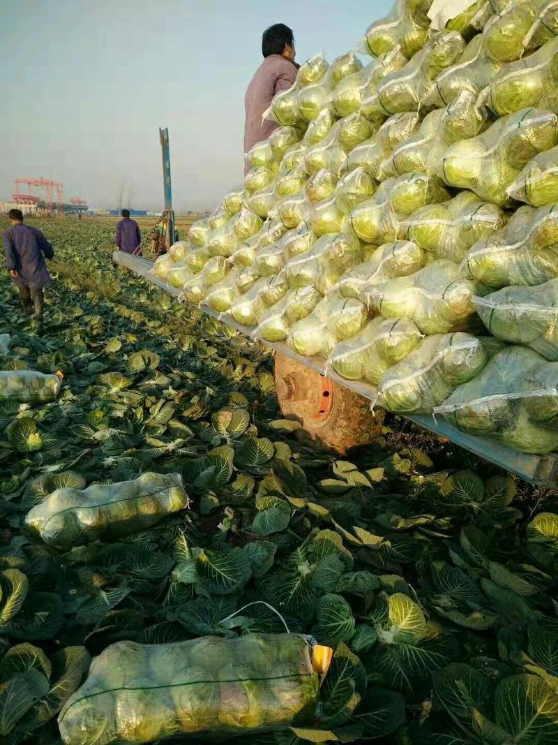 巜精品扁包菜》基地直供，源头保证新鲜，质量好，货量充足