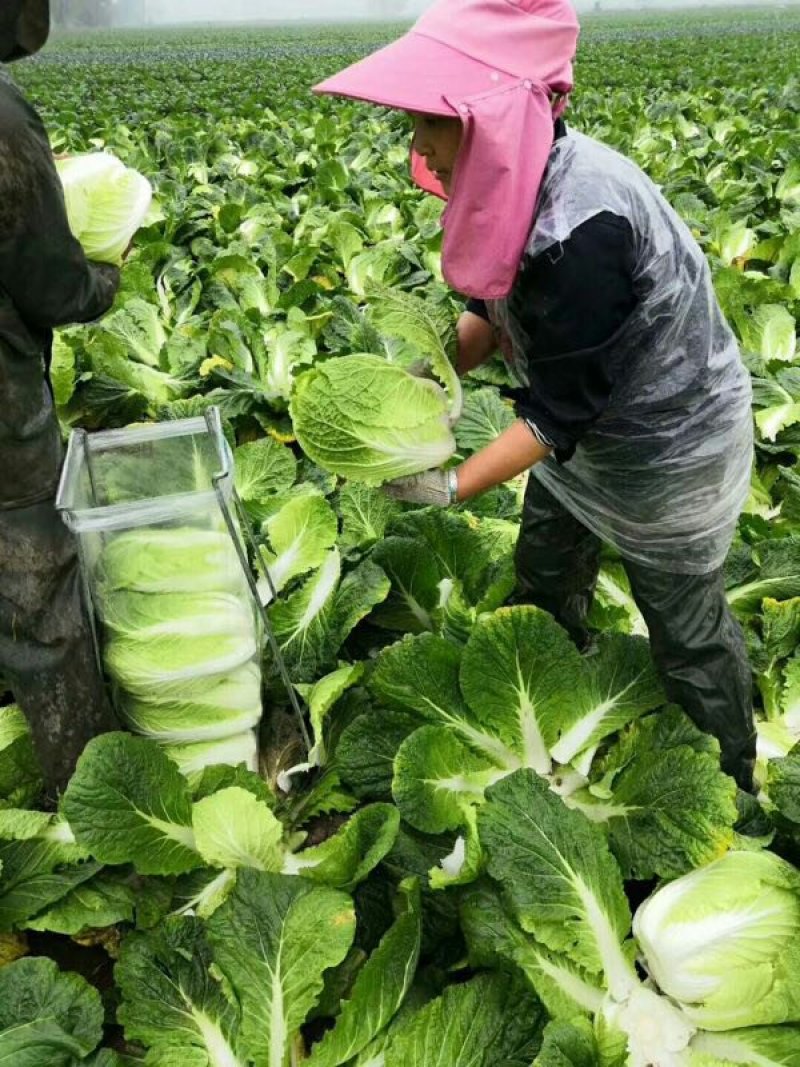 黄心白菜，颜色绿，质量好，货源充足，保质保量，物流方便