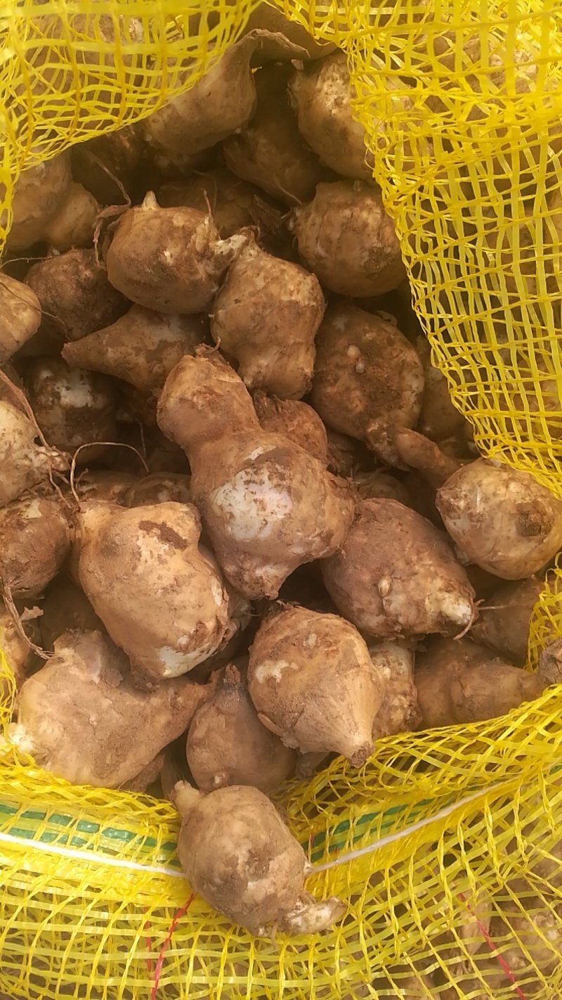 洋姜白皮洋姜新鲜现挖量大价优