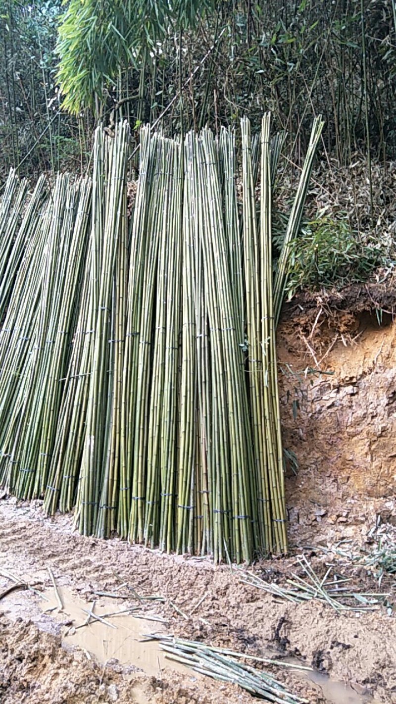 长期供货各种规格当黄金竹