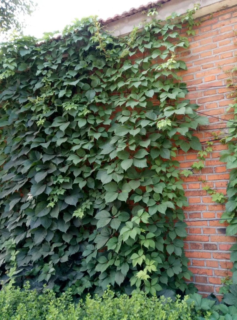 爬山虎