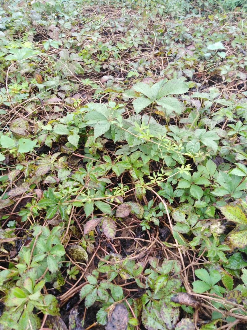 爬山虎
