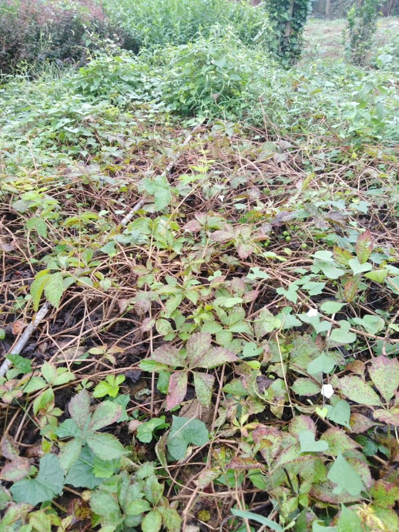 爬山虎