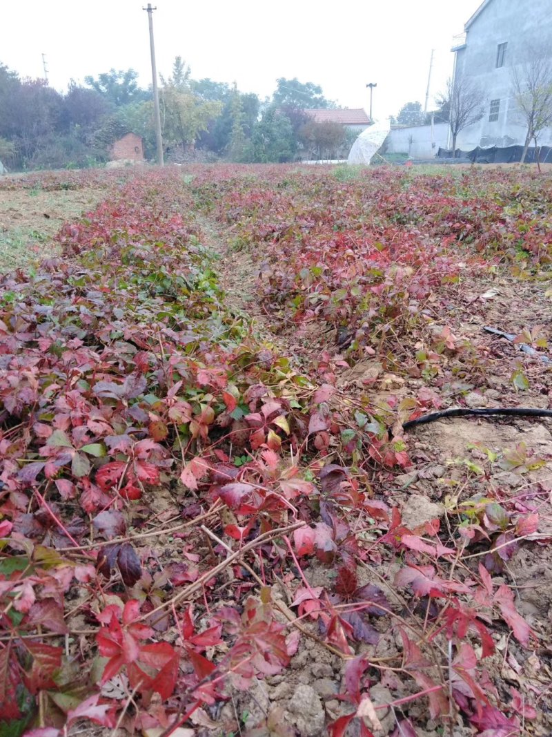 爬山虎