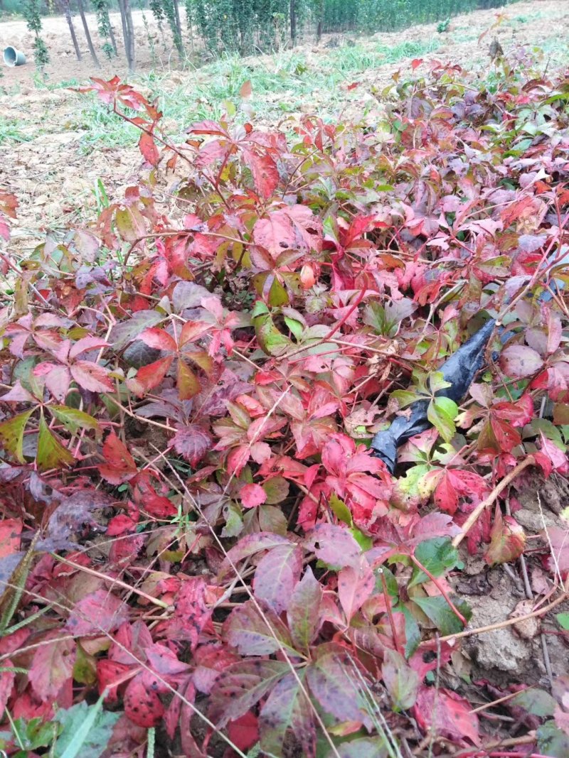 爬山虎