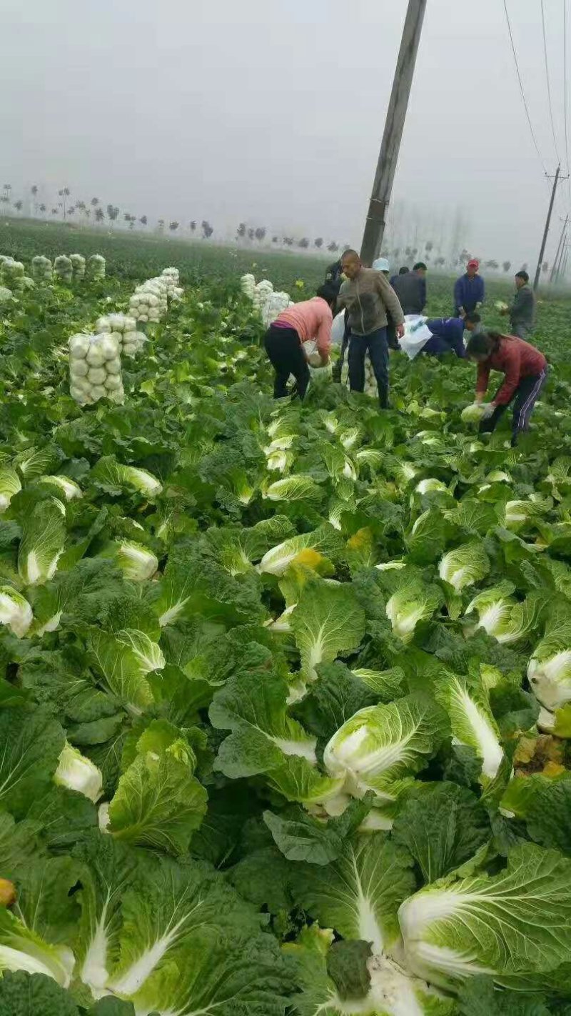 青杂三号白菜，颜色绿，质量好，货源充足，保质保量