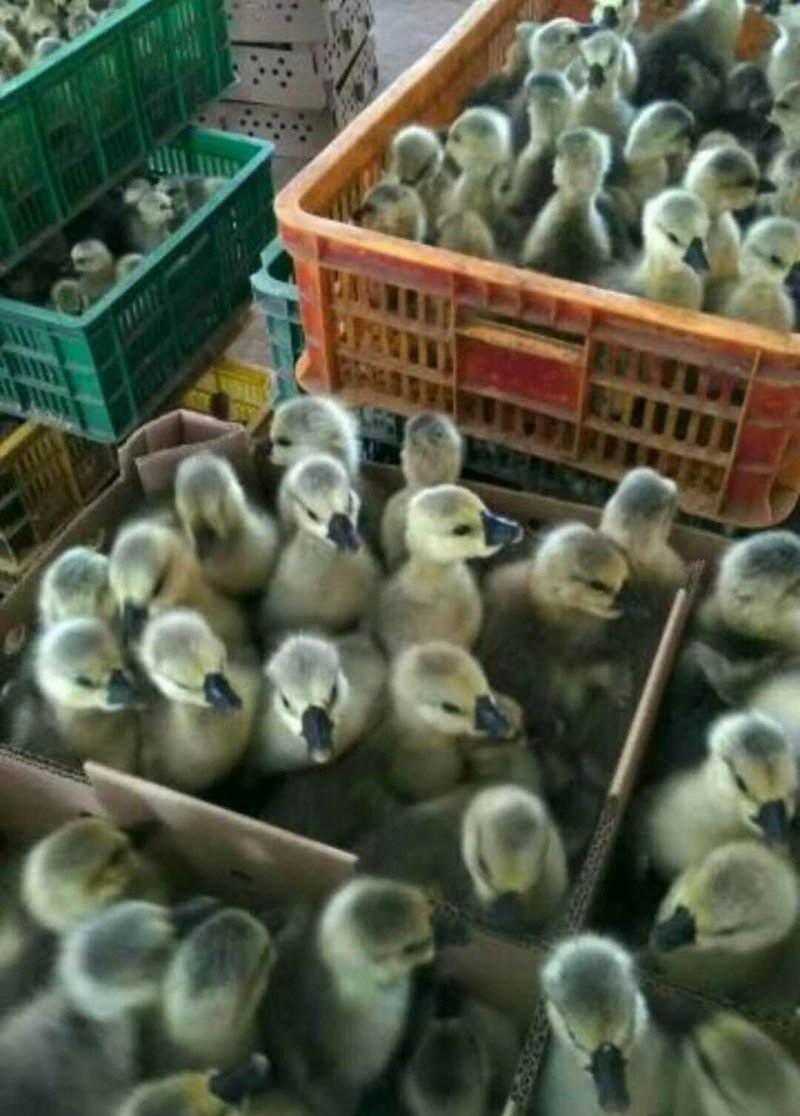 纯种灰狮头鹅苗包防疫疫苗包成活
