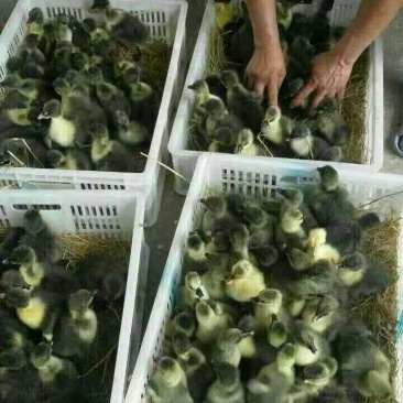 纯种灰狮头鹅苗包防疫疫苗包成活