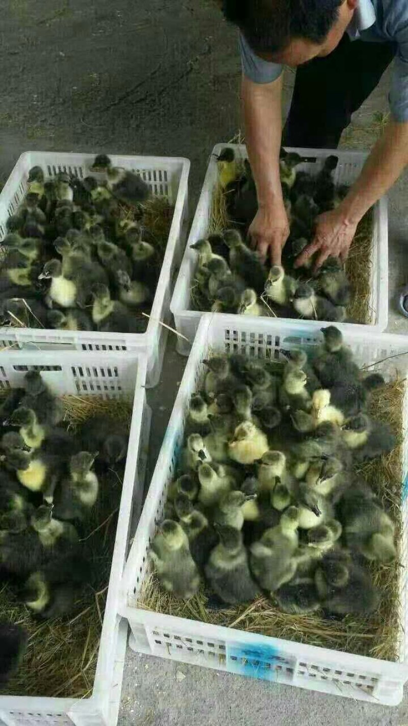 纯种灰狮头鹅苗包防疫疫苗包成活