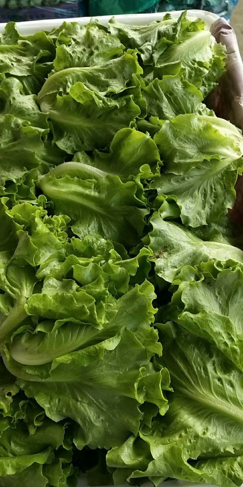 意大利生菜常年有货需要的老板联系我