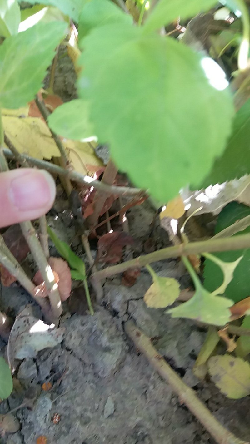 连翘苗-正宗药用连翘-0.4_0.5_0.6