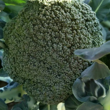 菜花