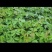 爬山虎。1,5元。