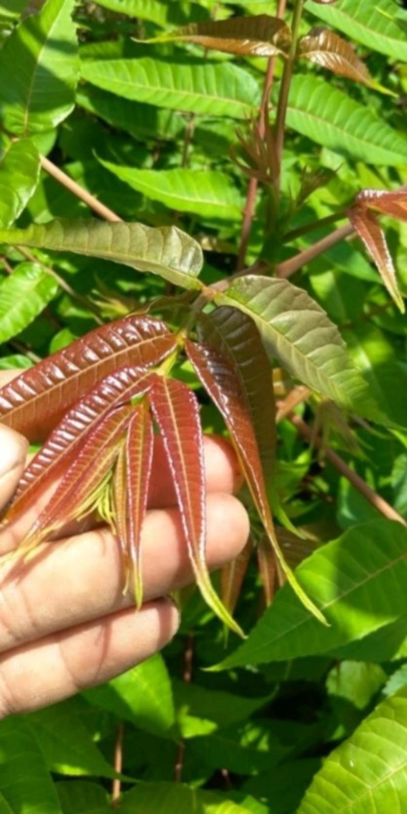 贵州椿芽、红油香椿芽