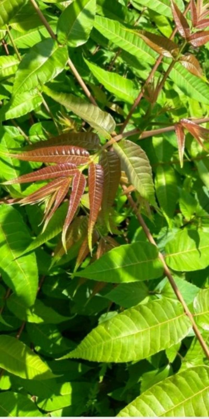 贵州椿芽、红油香椿芽