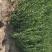 扶芳藤球