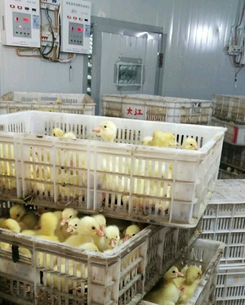 大种大白沙鹅苗包防疫疫苗包成活