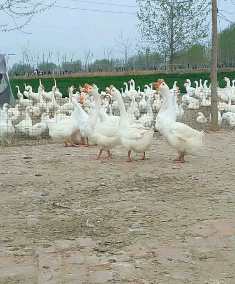 大种大白沙鹅苗包防疫疫苗包成活