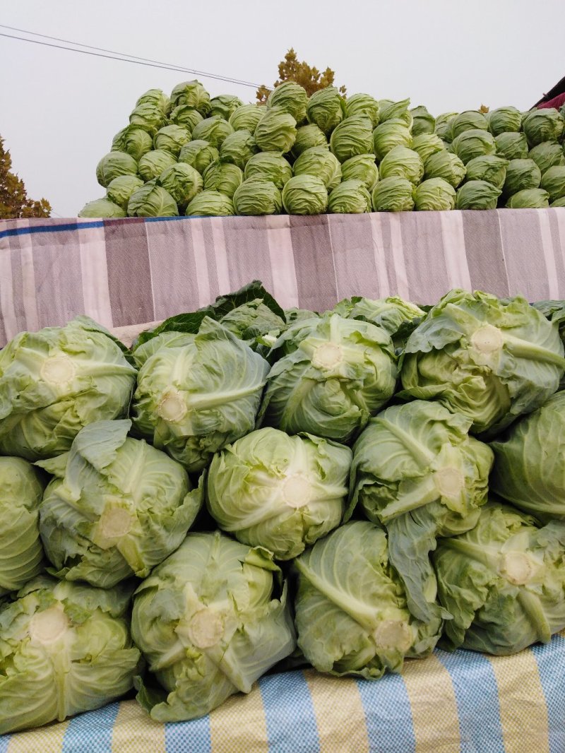 甘兰，芹菜……品种多价格低