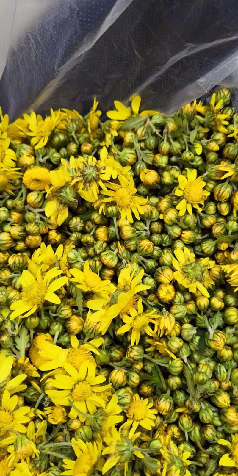 纯正野菊花