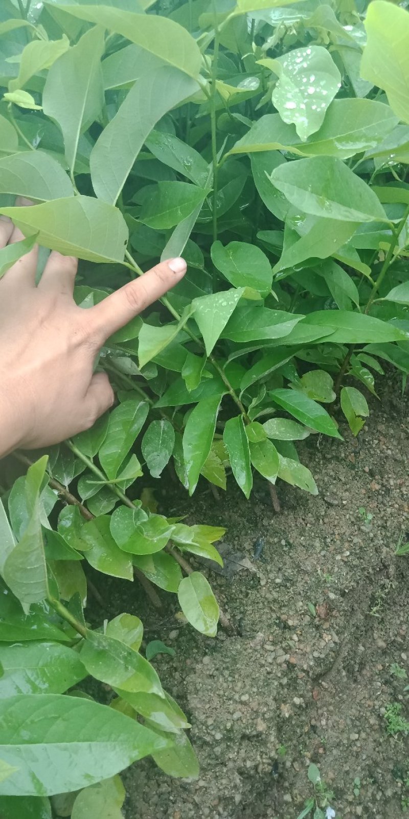 各种规格营养杯苗。释迦苗