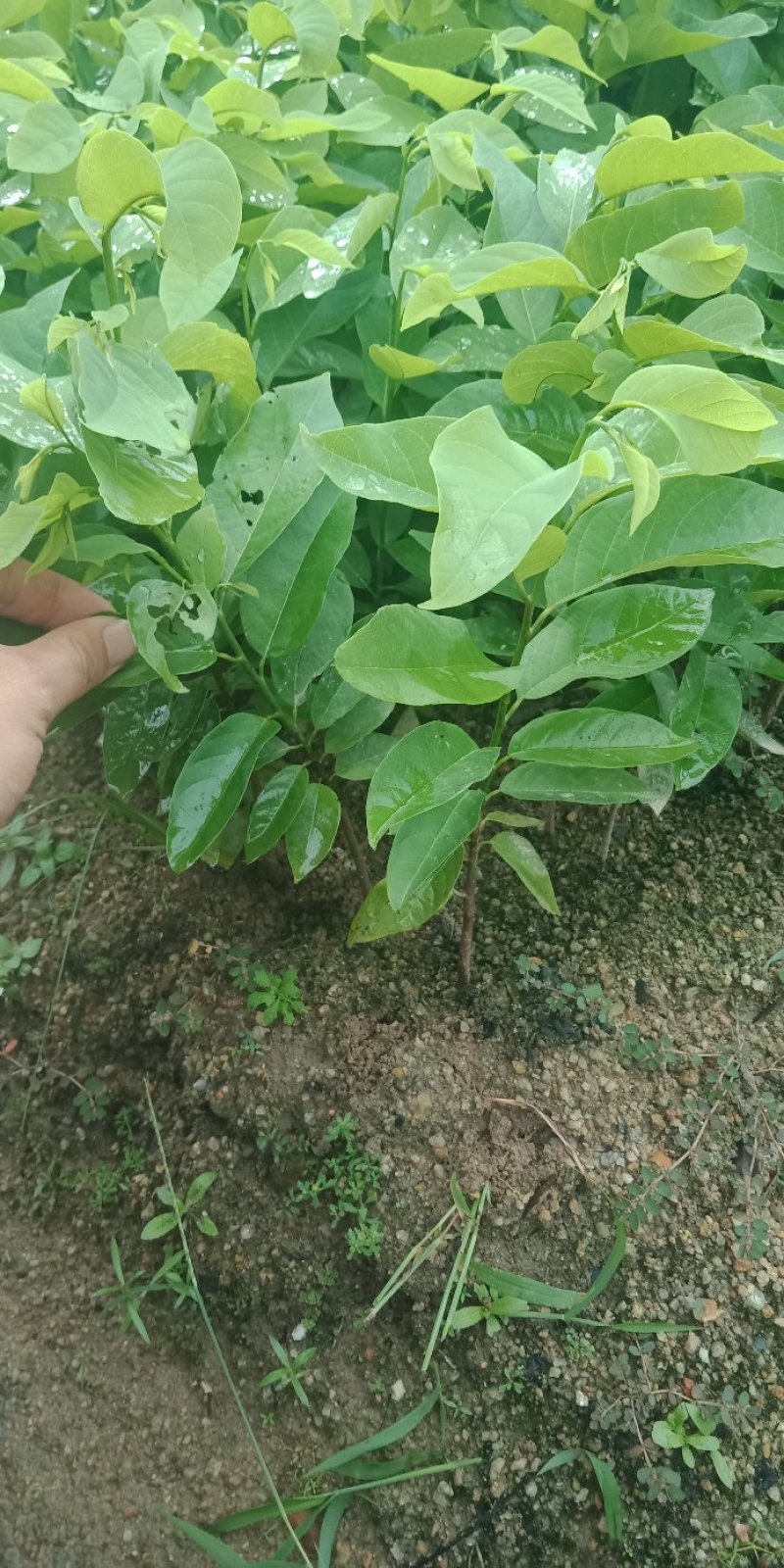 各种规格营养杯苗。释迦苗