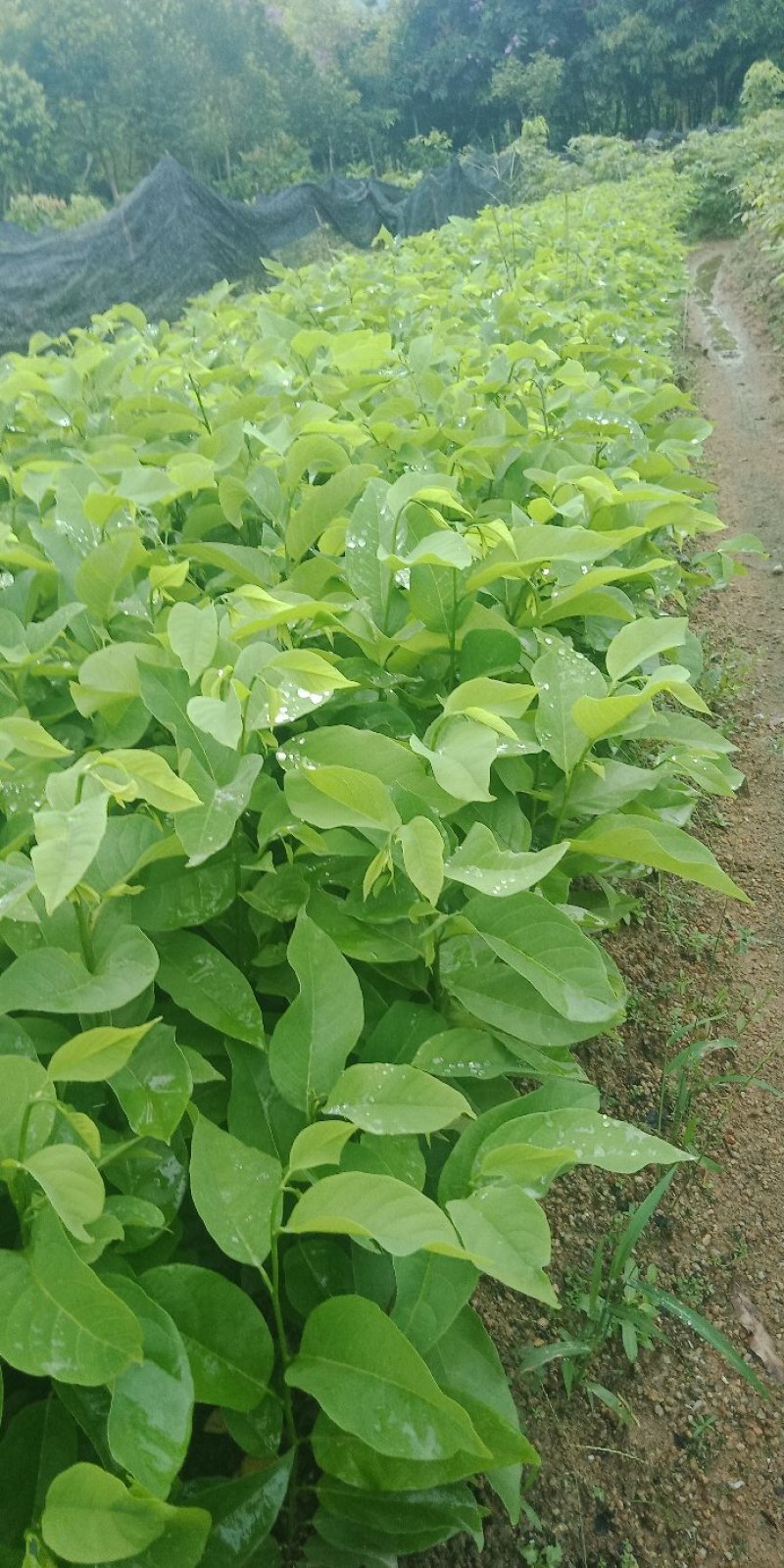 各种规格营养杯苗。释迦苗
