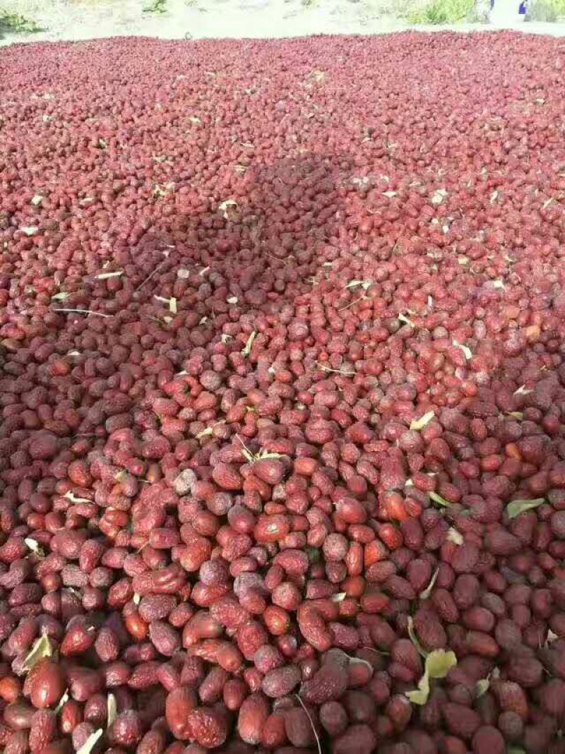 新疆灰枣