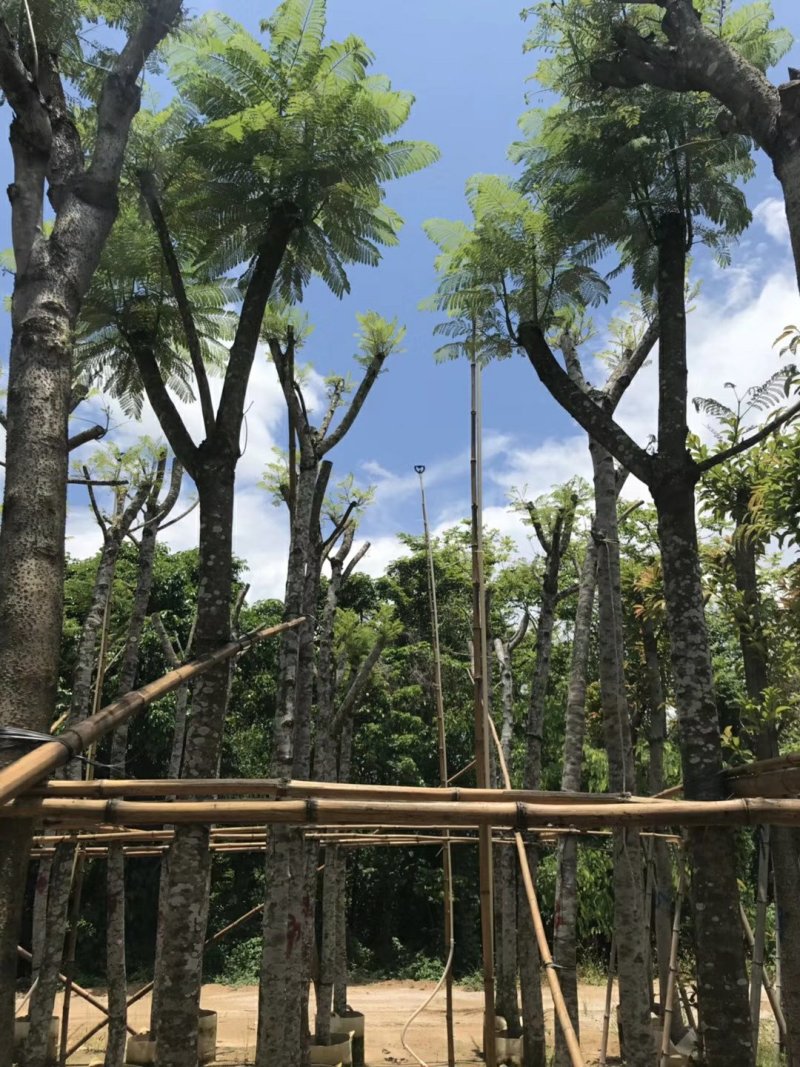 广东精品蓝花楹，12公分，基地直发，品质保证，量大从优