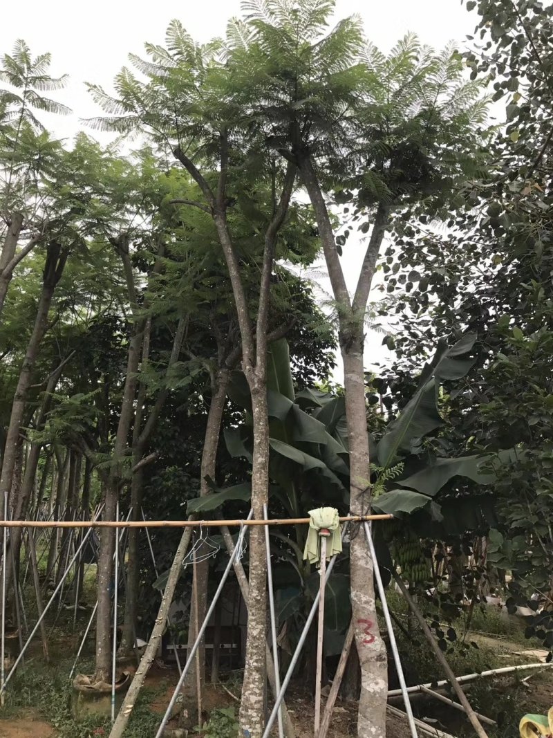 广东精品蓝花楹，12公分，基地直发，品质保证，量大从优