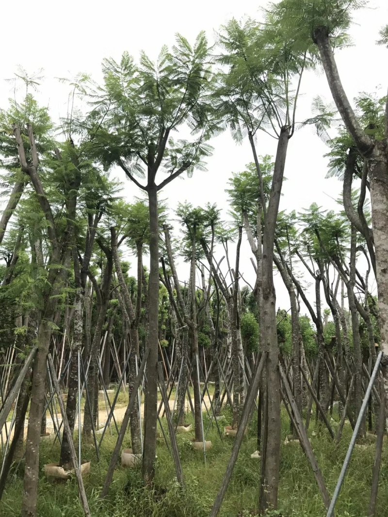 广东精品蓝花楹，12公分，基地直发，品质保证，量大从优