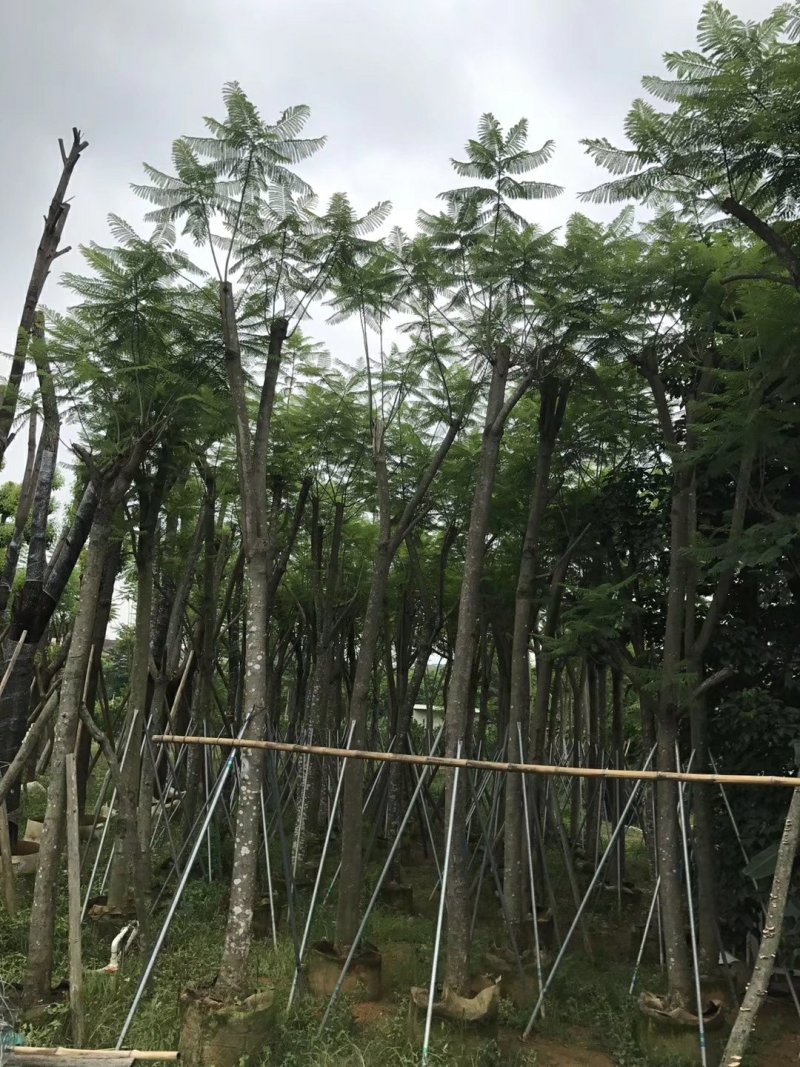广东精品蓝花楹，12公分，基地直发，品质保证，量大从优