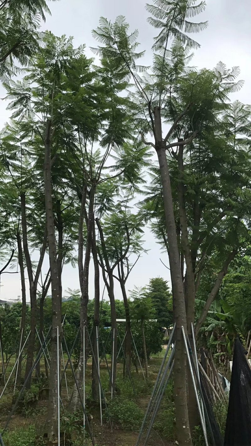 广东精品蓝花楹，12公分，基地直发，品质保证，量大从优