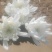 白菊。黄菊