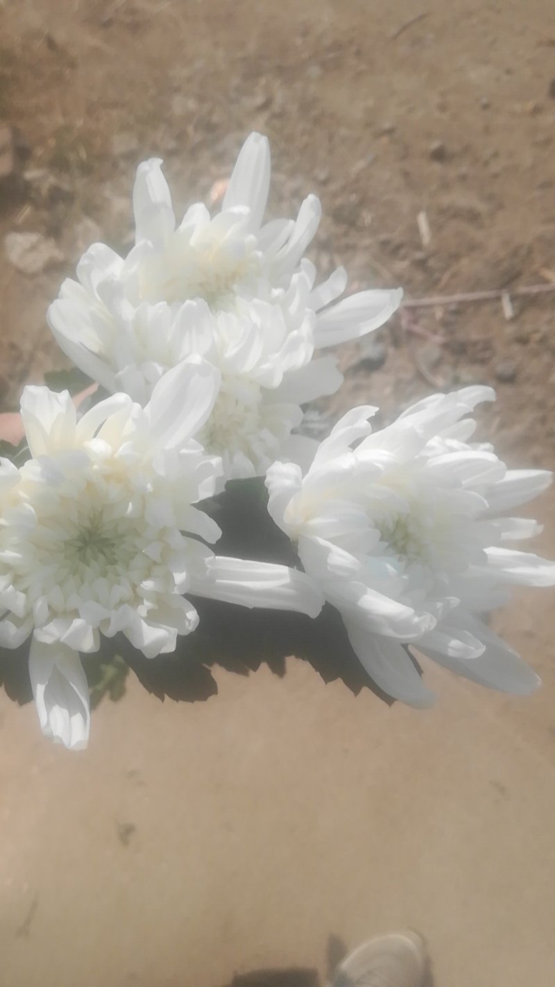 白菊。黄菊