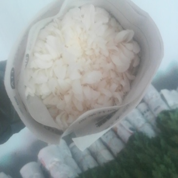 白菊。黄菊