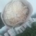 白菊。黄菊